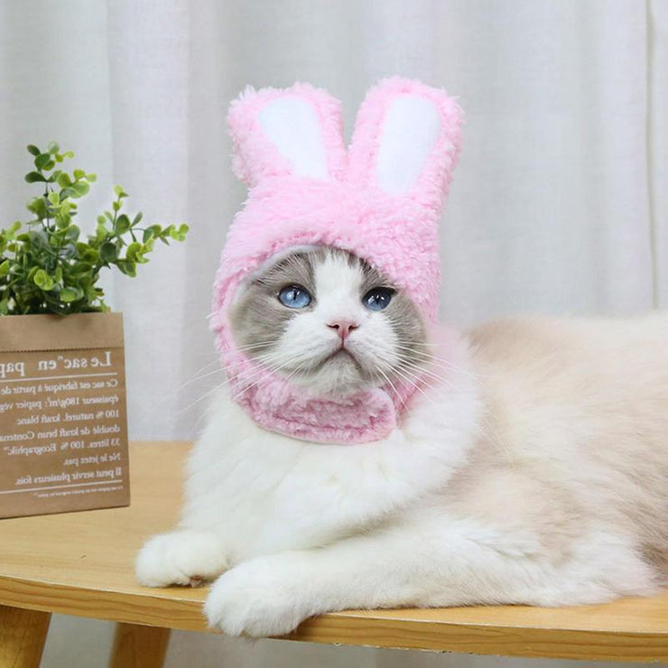 Chat déguisé en lapin