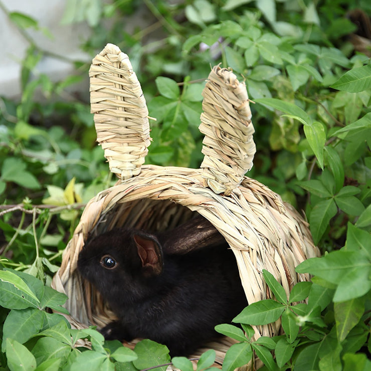 Cabane lapin exterieur